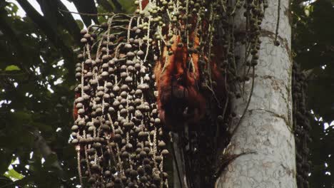 Rote-Brüllaffen,-Die-Kopfüber-Hängen-Und-Früchte-Einer-Palme-Im-Peruanischen-Regenwald-Essen