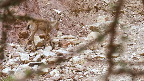The-Nubian-ibex-is-a-desert-dwelling-goat-species-found-in-mountainous-areas-of-the-Middle-East