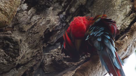 Brilliantly-coloured-Scarlet-macaw-sits-on-a-tree-trunk-preening-and-cleaning-its-wings