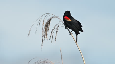 Red-winged-Blackbird-male-perched-on-reed-stem,-Florida,-USA