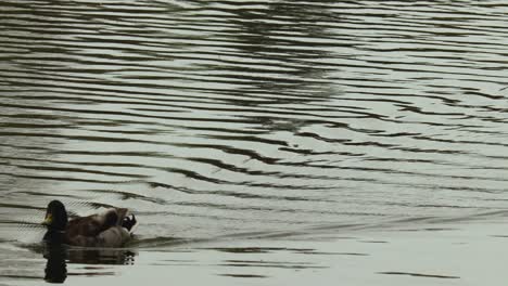 Closeup-of-male-mallard-duck-swimming-on-the-Avon-River-in-Stratford,-Ontario