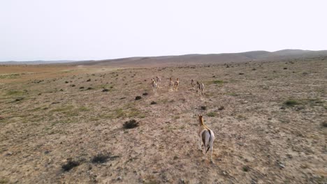 Drone-following-of-a-group-of-wild-donkeys-or-asses-in-the-desert-on-a-sunny-day