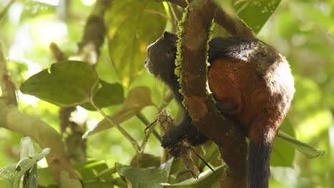 Side-view-of-a-Saddleback-Monkey-eating-a-Big-Locust-its-caught-head-first