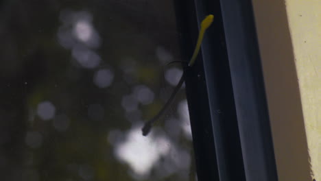 Dendrelaphis-tristis-aka-Daudin's-bronze-back-tree-snake-sits-and-slithers-on-a-window