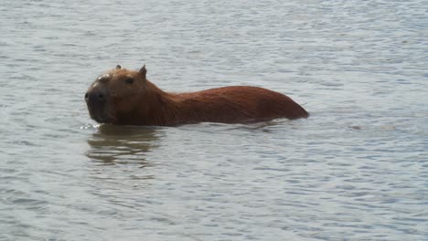 Capybara-Männchen,-Das-Das-Morgendliche-Schwimmen-Im-Fluss-Genießt