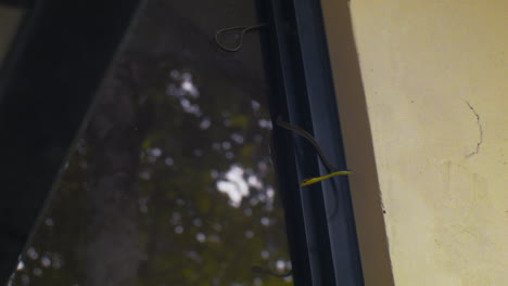 A-curious-bronze-back-tree-snake-slithers-on-top-of-a-window-on-a-gloomy-day