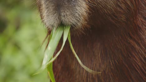 Super-Nahaufnahme-Eines-Capybara-Mundes,-Der-Grünes-Gras-Kaut