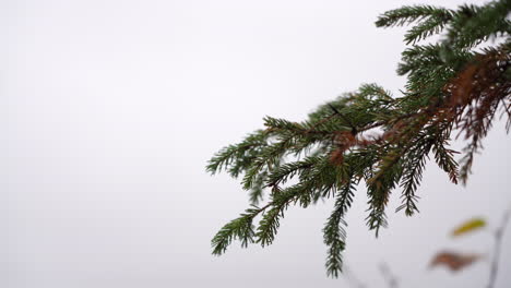 Canada-Pine-Tree-in-the-wind