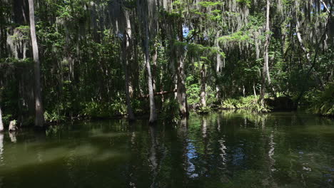 POV-of-a-Calm-boat-trip-sideview-through-a-Cypress-forest-with-Spanish-moss-hanging-down,-Dora-canal,-Florida