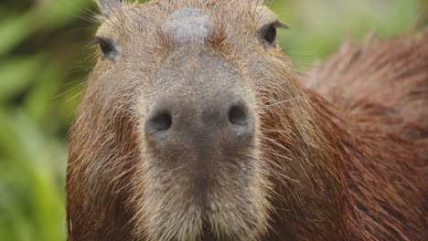 Super-Closeup-Portrait-of-a-Capybara-chewing-and-looking-straight-into-the-eyes