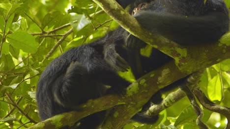 Wild-Adult-spider-monkey-sitting-in-the-canopy-with-its-ever-active-baby