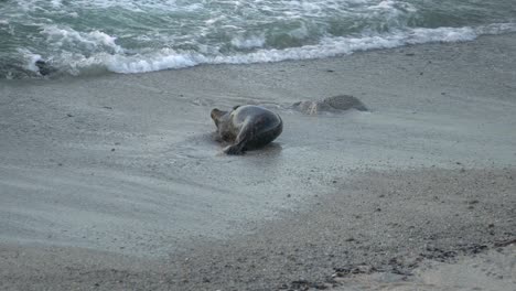 Harbor-seal-behaviors-in-Monterey-Bay,-California