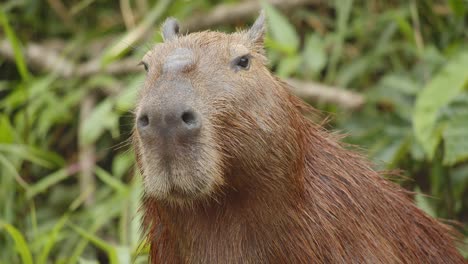 Langsam-Nach-Oben-Geneigter-Schuss-Eines-Capybara-Pokerfaces,-Während-Es-Wiederkäut
