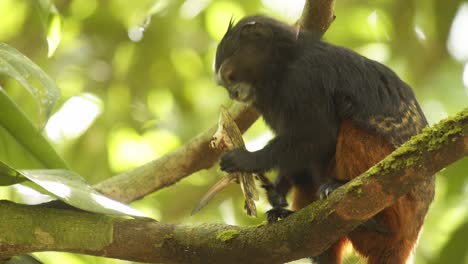 Brilliant-looking-Saddleback-tamarin-monkey-enjoying-Eating-a-Big-Locust-held-in-its-hands-up-in-the-tree