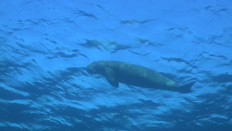 Dugongo-Nadando-Debajo-De-La-Superficie-Del-Océano-En-El-Mar-Rojo
