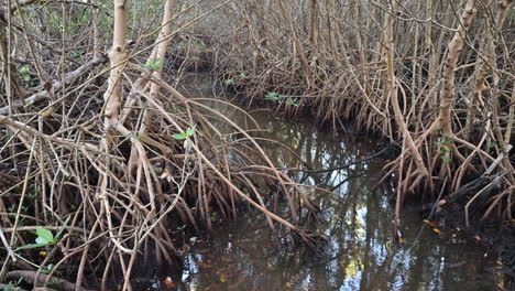 Schwenk-Entlang-Mangrovenwurzeln-Im-Sumpf,-Everglades,-Florida,-USA