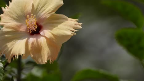 Beautiful-hibiscus-flower-.-