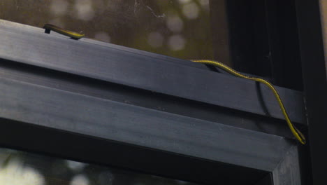 A-curious-bronze-back-tree-snake-slithers-on-top-of-a-window-on-a-gloomy-day