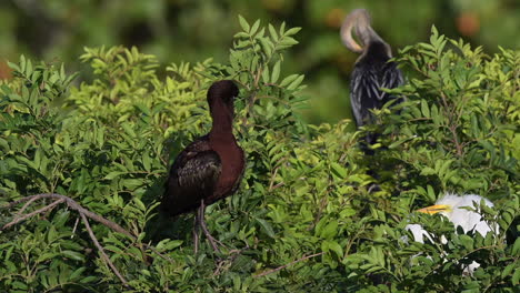 Glossy-ibis-breeding-adult,-preening-feathers-standing-on-a-bush