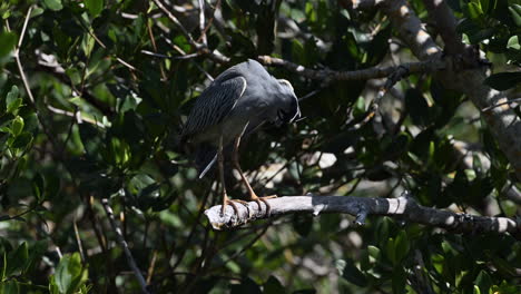 Yellow-crowned-night-heron-adult,-looking-under-one-spread-wing,-starts-preening-feathers,-Florida,-USA