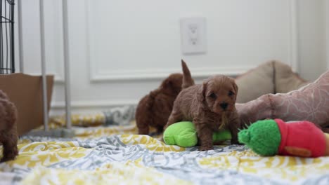 Litter-of-Cute-Newborn-Goldendoodle-Pedigree-Breed-of-Puppy-Dogs