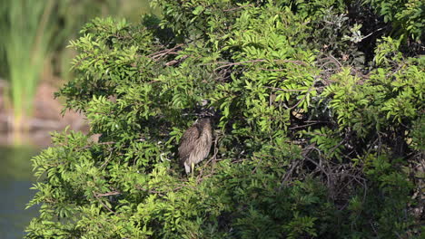 Black-crowned-Night-Heron-juvenile-perched-in-a-bush,-Venice,-Florida