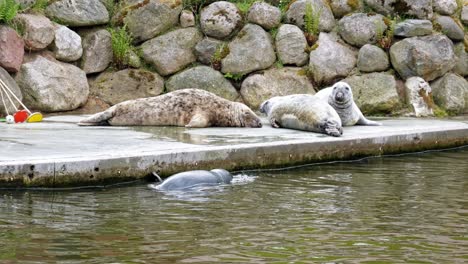 Family-Of-Grey-Seals-Resting-At-The-Wildlife-Zoo-Park
