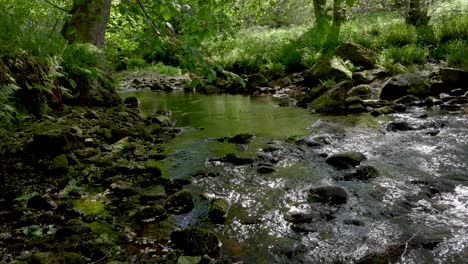 A-clear-stream-running-through-verdant-green-woodland-foliage-and-ferns