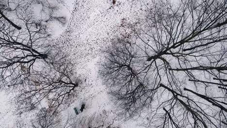 Vista-Aérea-De-Pájaro-Del-Parque-Y-Los-árboles-Cubiertos-De-Nieve