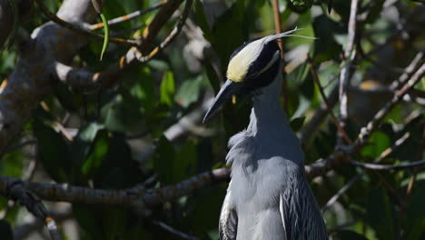 Yellow-crowned-night-heron-adult-slow-motion-close-up-of-preening-feathers-in-slow-motion