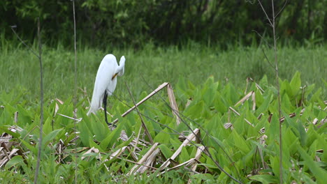 Great-white-Egret-preening-his-feathers-in-breeding-plumage,-between-waterplants,-Florida,-USA