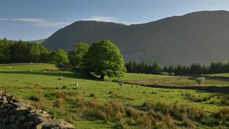 Classic-Lake-District-scene-of-sheep-grazing-in-green-rolling-fields