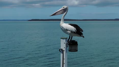 Wild-pelican-black-and-white-fly-off-from-lamp-of-Urangan-pier,-Hervey-Bay-in-Queensland,-Australia