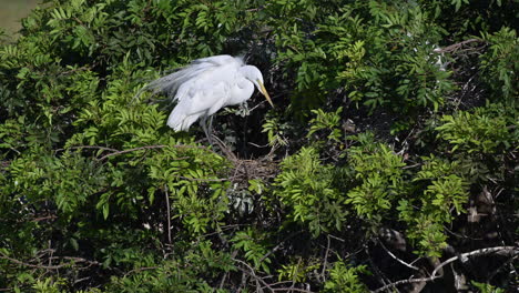Great-white-Egret-in-breeding-plumage,-ordening-nest,-Venice,-Florida,-USA