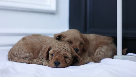 Adorables-Cachorros-Durmiendo-Y-Abrazándose,-Cachorros-Goldendoodle-Recién-Nacidos