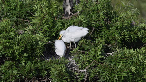 Great-white-Egret-two-grown-chicks-on-nest,-Venice,-Florida,-USA