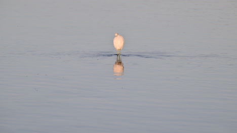 Snowy-Egret-wading-looking-for-prey-in-a-lake-at-early-morning-sunrise,-Florida
