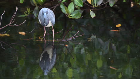 Tricolored-heron-standing-on-a-twig-in-the-water,-Florida,-USA