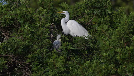 Great-white-Egret-feeding-chicks-on-nest,-Venice,-Florida,-USA