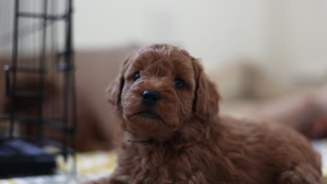Adorable-Little-Face-of-Cute-Goldendoodle-Puppy-Dog