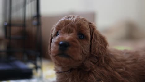 Portrait-of-Adorable-Newborn-Breed-of-Goldendoodle-Puppy-Dog,-Close-up