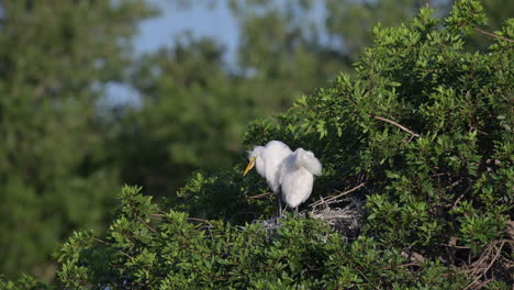 Great-white-Egret-two-chicks-on-nest,-preening-feathers,-Florida,-USA