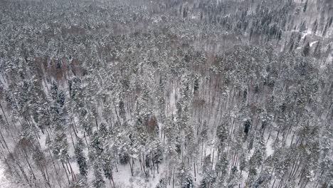 Aerial-view-of-forest-and-trees-covered-in-snow