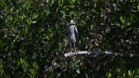 Yellow-crowned-night-heron-adult-preening-feathers-while-perched-on-a-branch,-Florida,-USA