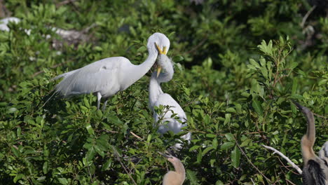 Great-white-Egret-chick-holding-beak-of-parent-firmly-for-food,-Venice,-Florida,-USA