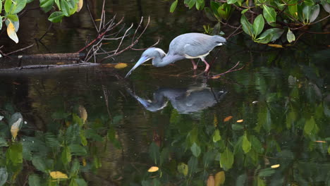 Tricolored-heron-catching-fish-while-standing-on-a-fallen-tree-in-the-water,-Florida,-USA