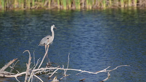 Great-blue-heron-in-breeding-plumage,-standing-on-fallen-tree-in-water-in-wetlands,-Florida,-USA
