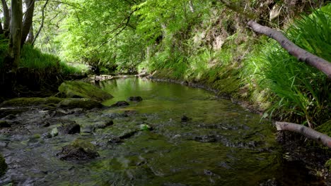The-infant-River-Esk-in-the-North-York-Moors,-here-flowing-quietly-below-new-green-leaves-in-a-wooded-section