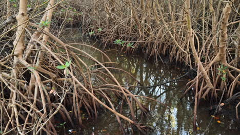 Tilt-shot-along-Mangrove-roots-in-swamp,-Everglades,-Florida,-USA