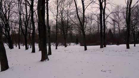 Beautiful-winter-park-snow-scene-with-deep-virgin-snow